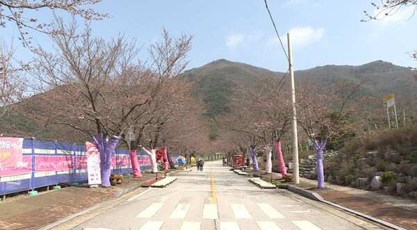 고창벚꽃축제가 29일 열렸다. 