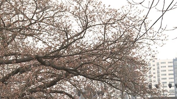 29일 정읍 천변에 벚꽃이 피지 않았다.