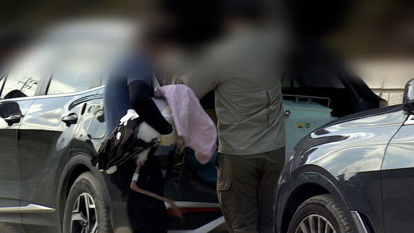 지난 15일, 쓰러진 황새. 병원으로 이송 중 폐사. 재판매 및 DB 금지.