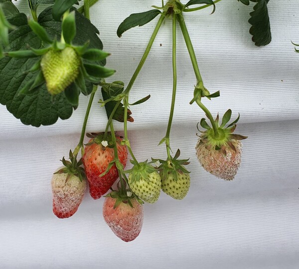 [흰가루병 / 충남도농업기술원 제공]