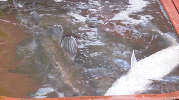 LG헬로비전 자료화면. 재판매 및 DB금지