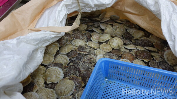 대형 자루에 담겨있는 일본산 가리비 / 사진출처 ; 부산본부세관
