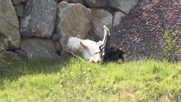 LG헬로비전 자료화면. 재판매 및 DB금지