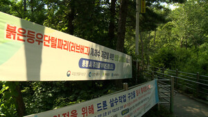 계양산 뒤덮었던 <b>러브버그</b>, 올해는 잠잠…선제 방제로 확산 차단